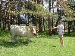 Vache--Laurent.jpg