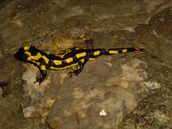 La salamandre de la Toussaint