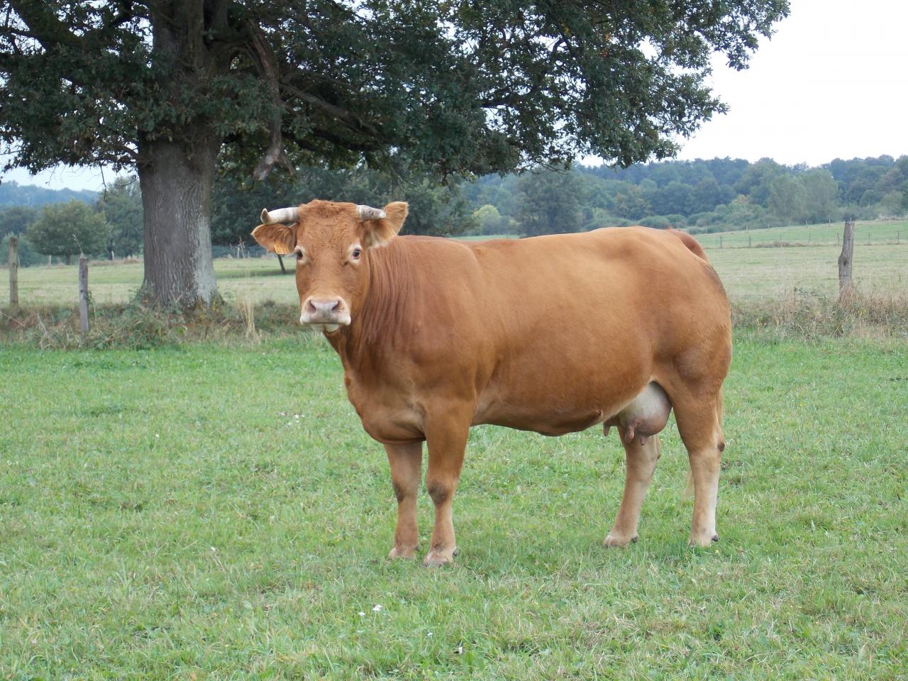 Vache limousine