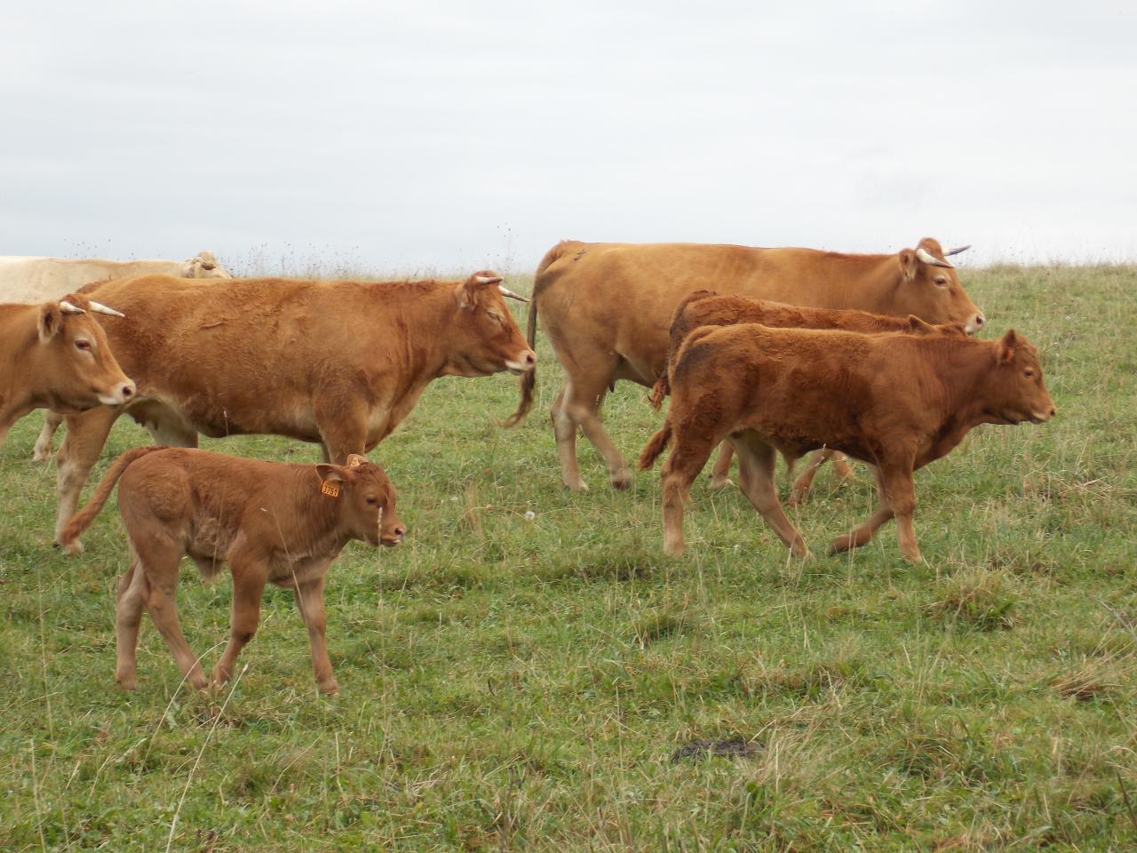 Troupeau Limousin