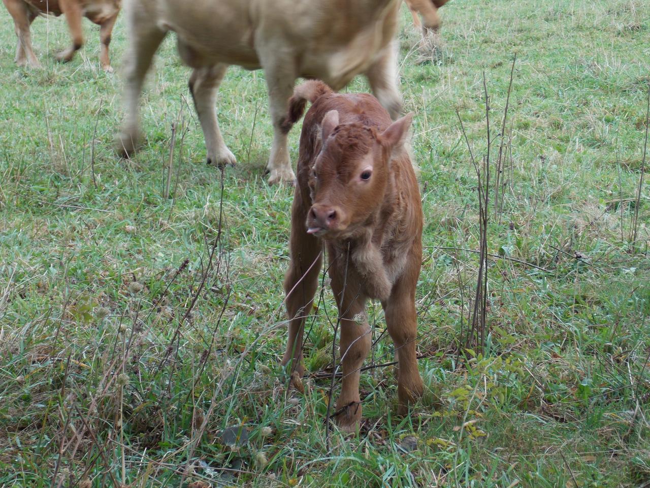 Veau limousin