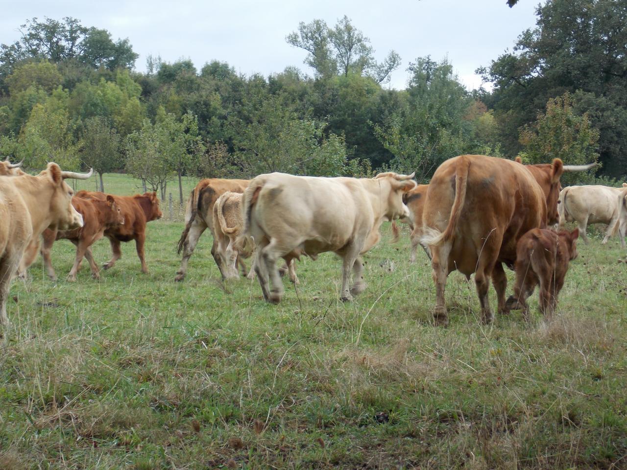 Troupeau Limousin