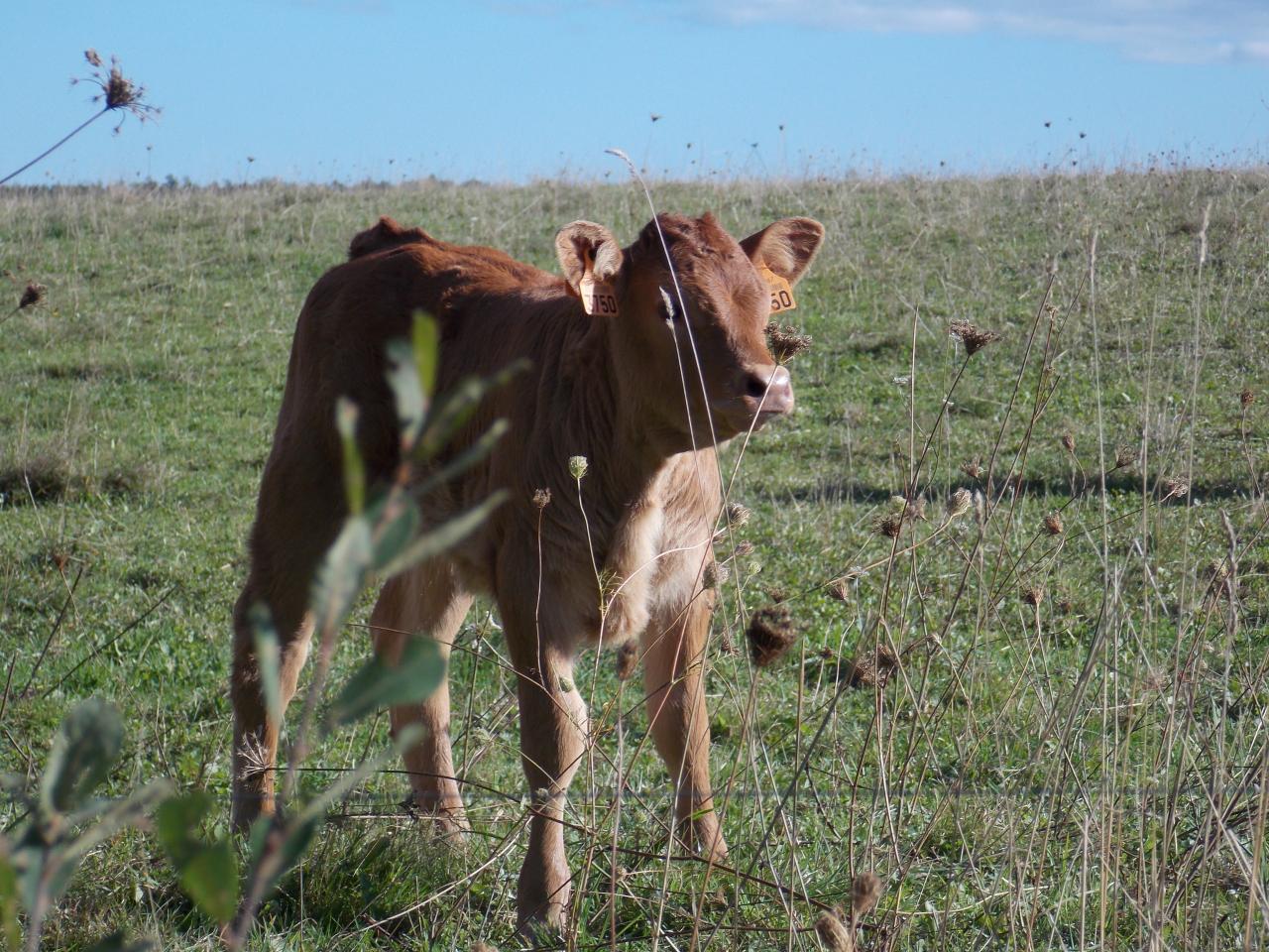 Veau Limousin