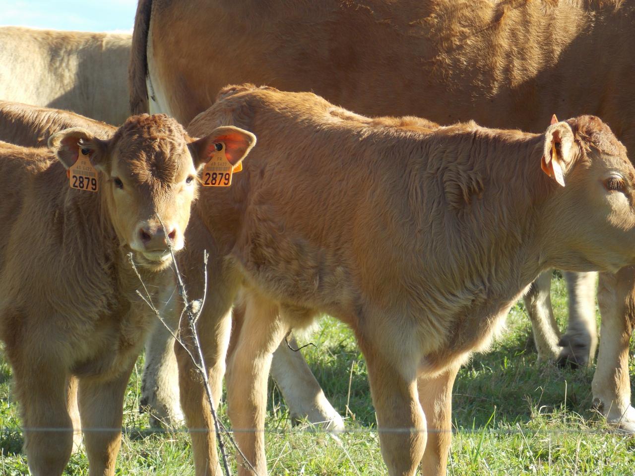 Veaux Limousins