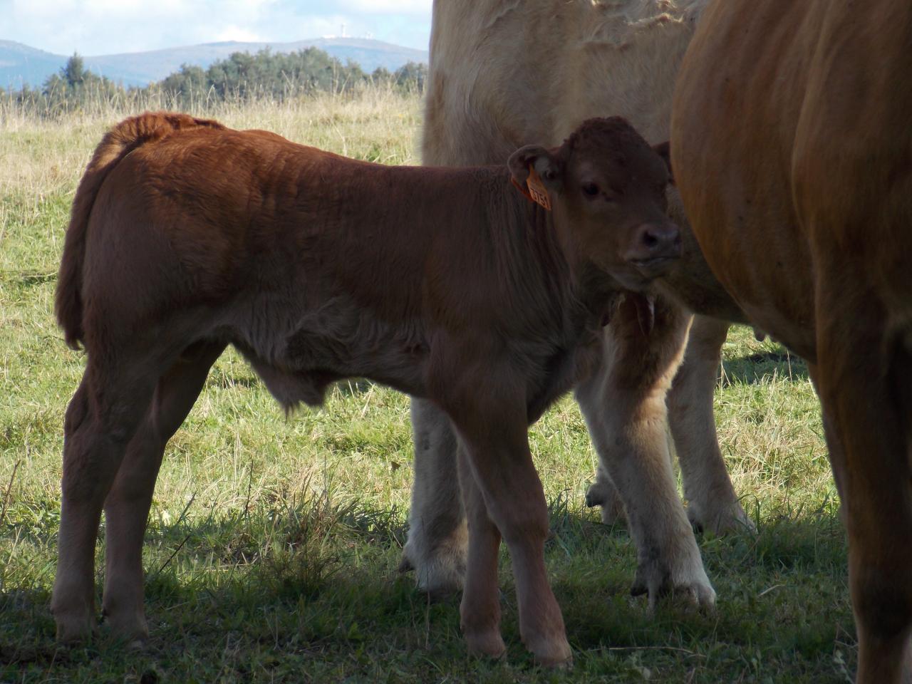 Veau Limousin