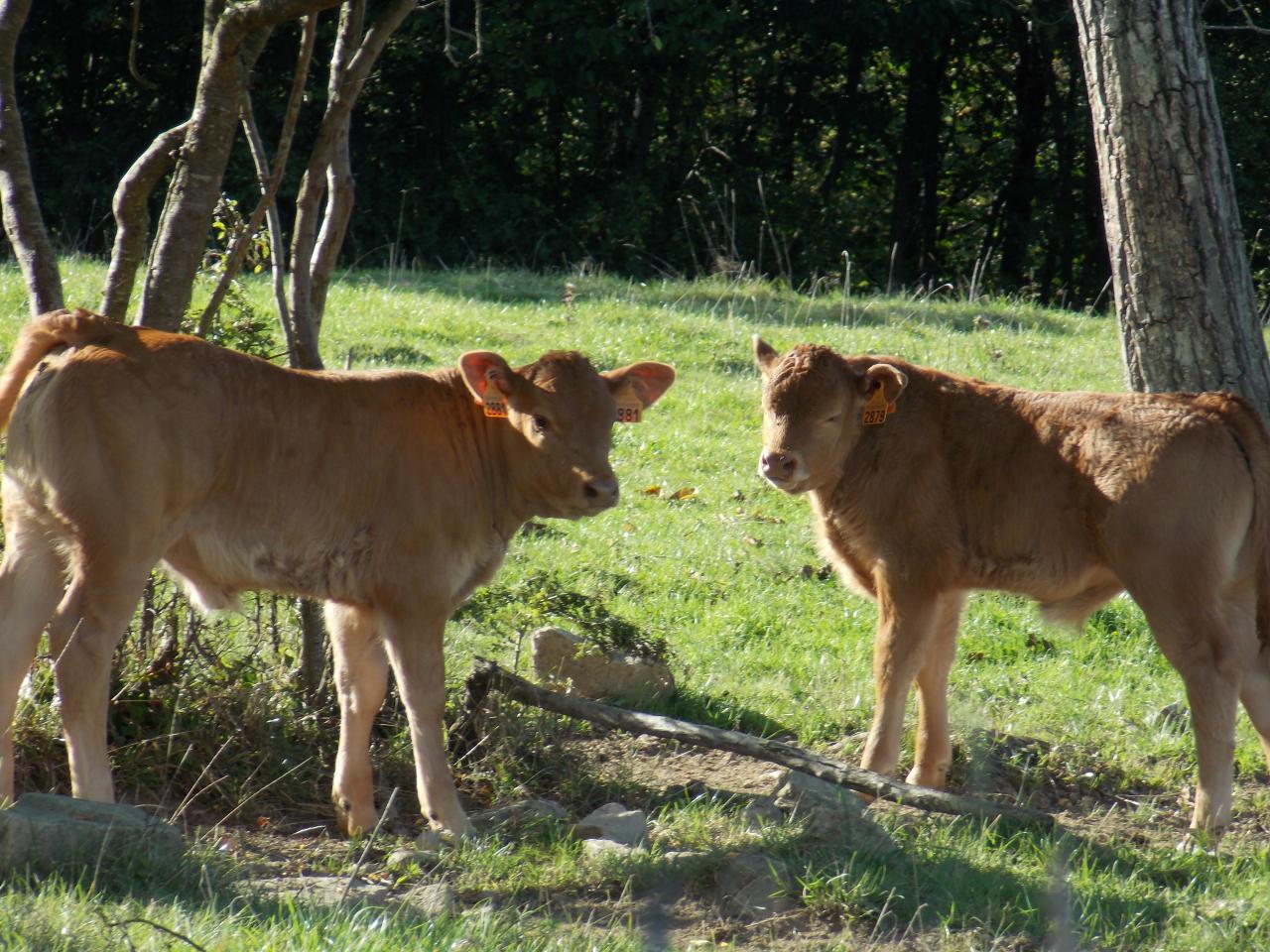 Veaux Limousins