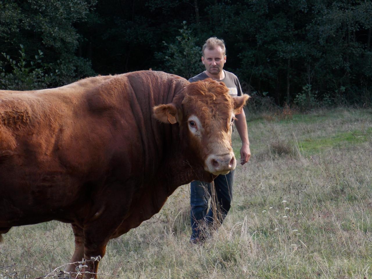 Taureau Balthazar