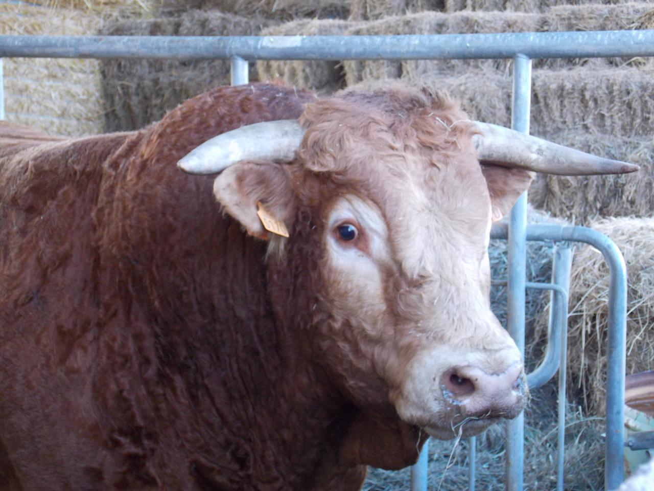 Bob, taureau limousin