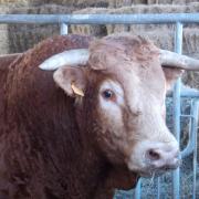 Bob, taureau limousin