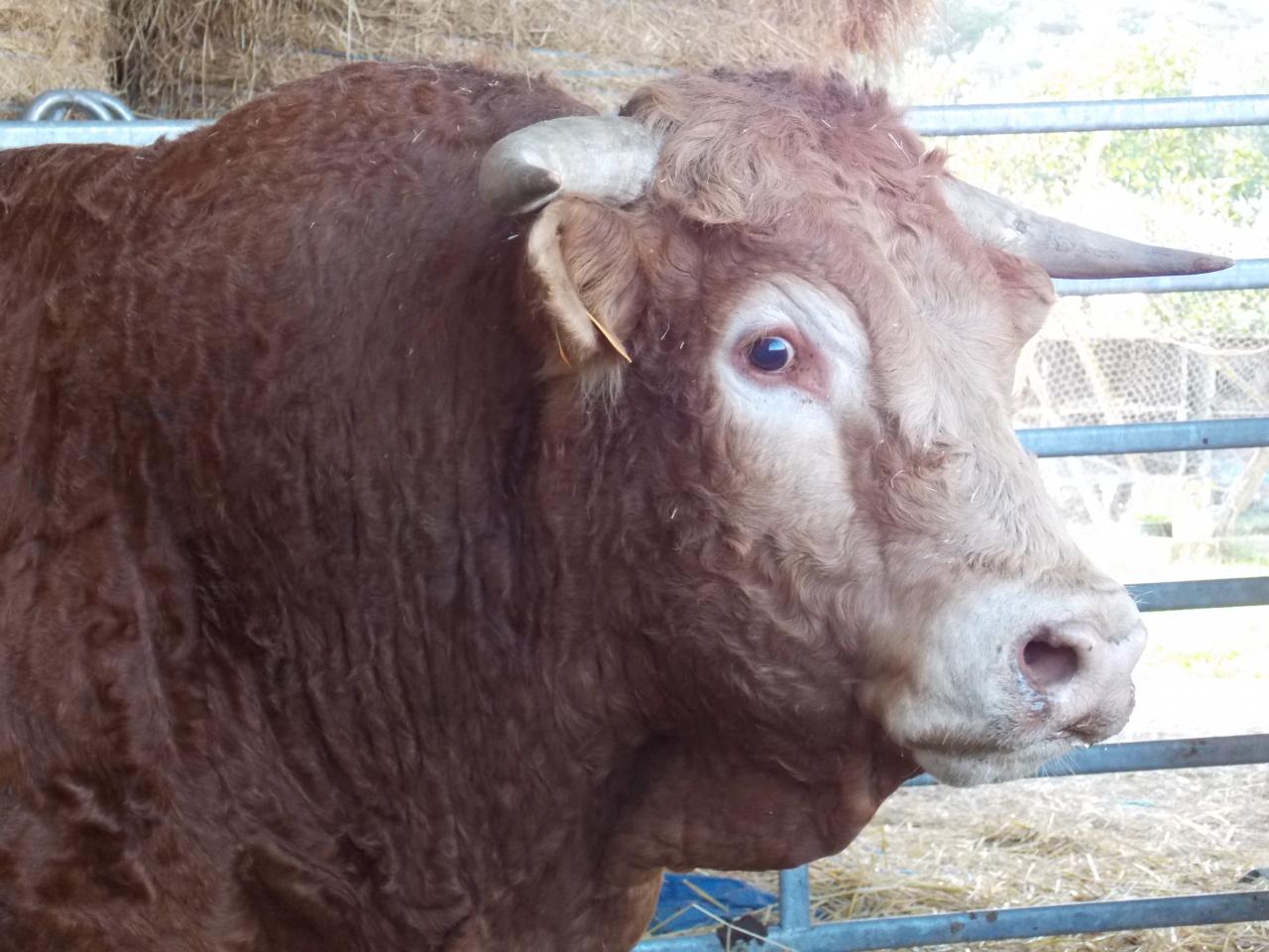 Bob, taureau limousin