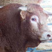 Bob, taureau limousin